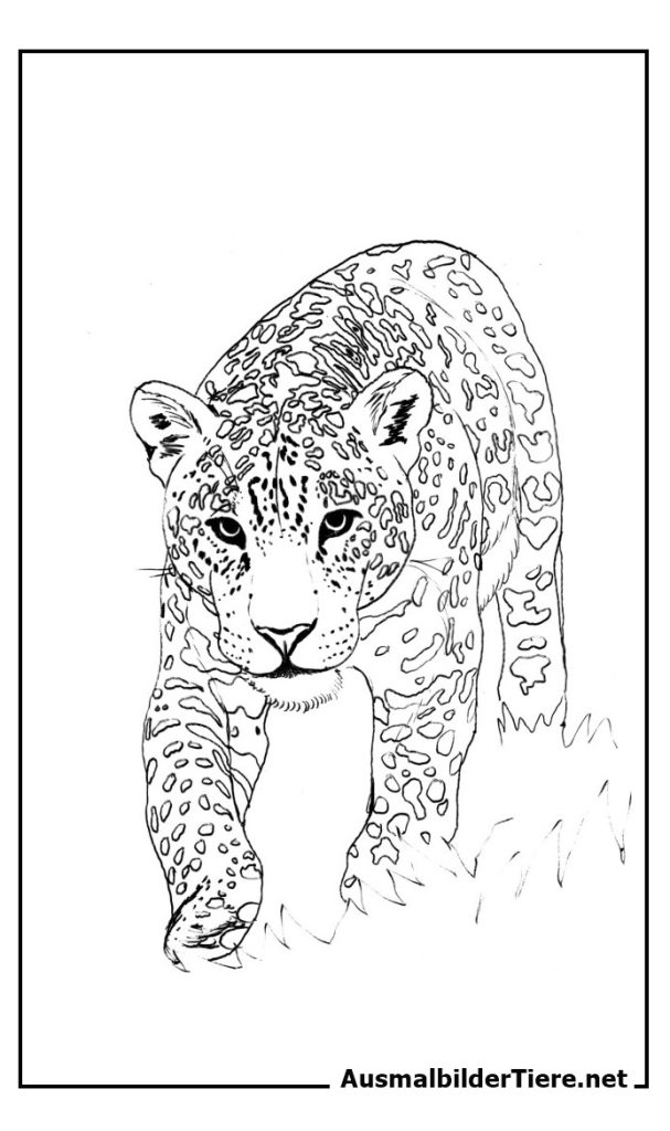 Ausmalbilder Leoparden und Jaguar, 7 Stück Kostenlos als Pdf