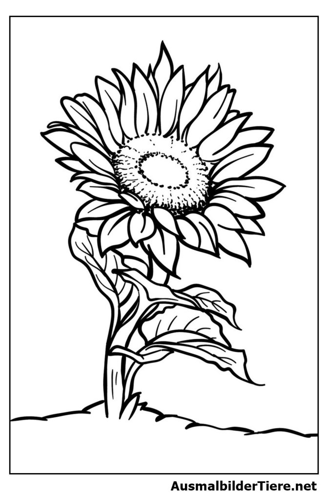 Ausmalbilder Sonnenblume. 10 Stück Bilder, Kostenlos als PDF