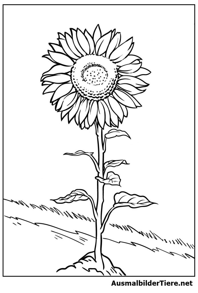 Sonnenblume Malvorlagen Kostenlos als PDF und Schöner Pflanze Bild