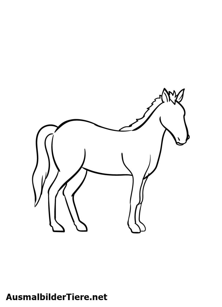 Pferde Zeichnen Schritt 6
